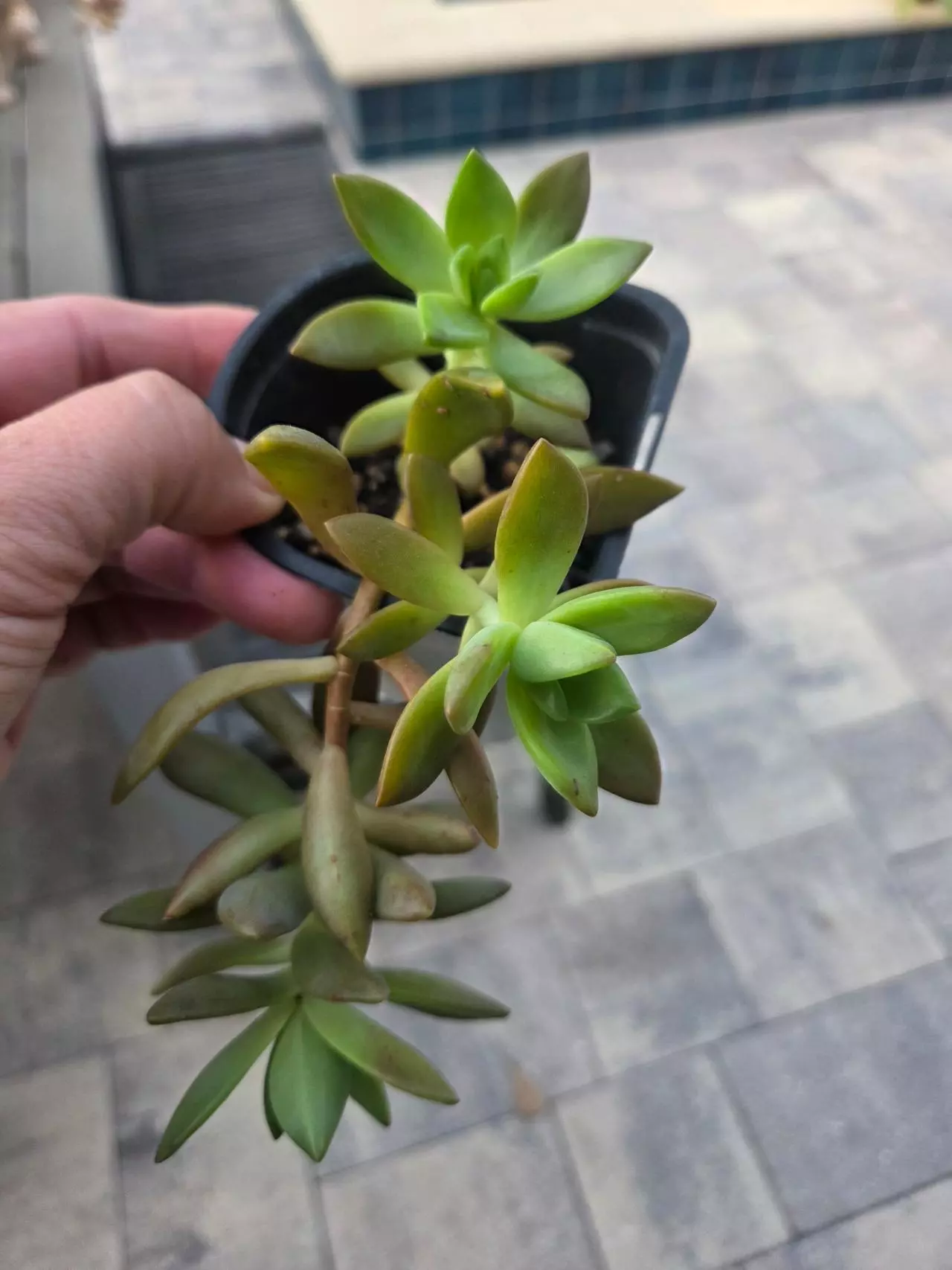 plant/Succulents-4