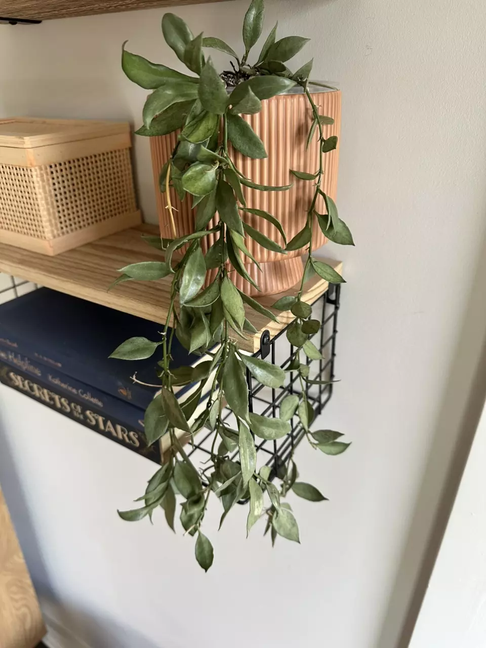 plant/Hoya Lacunosa Louisa Silver - Fresh Cuttings-0