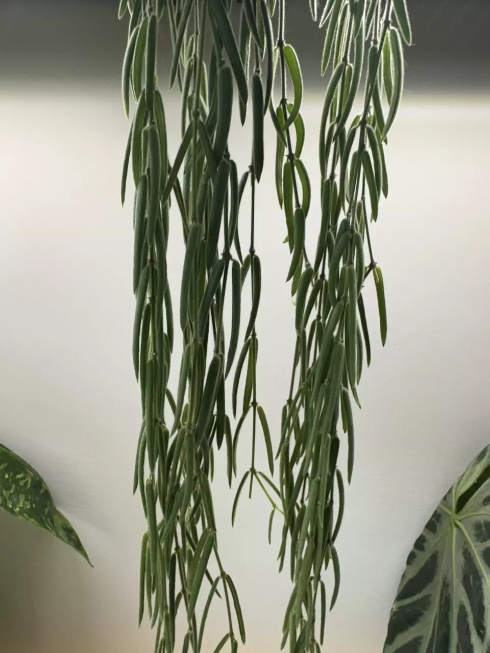 plant/Hoya Linearis - Fresh Cuttings-1