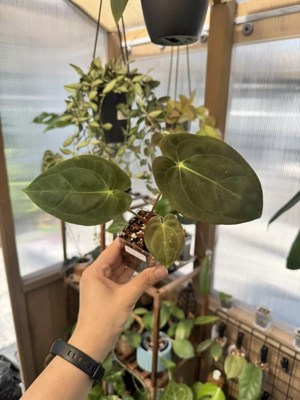 plant/3” Anthurium pap x pap-0