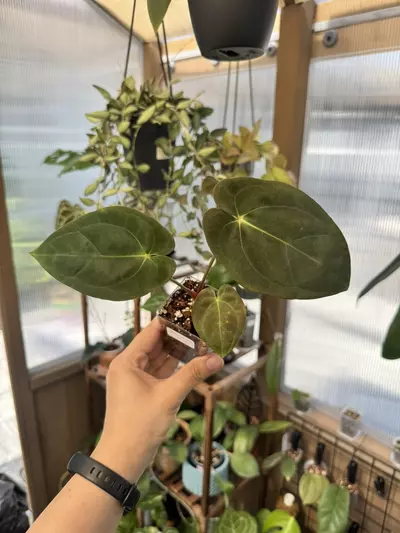 plant/3” Anthurium pap x pap-0-thumbnail