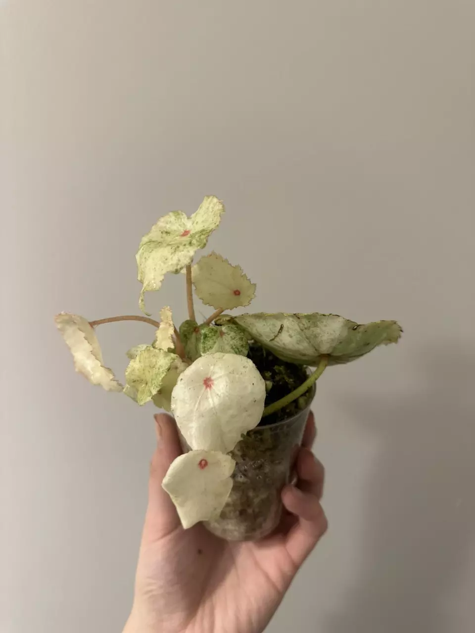 plant/Variegated Begonia Rogue-0