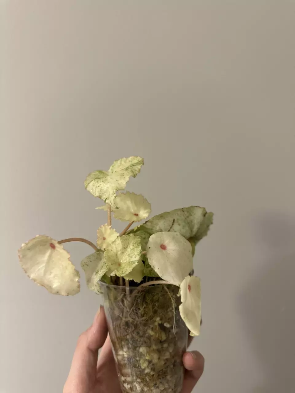 plant/Variegated Begonia Rogue-1