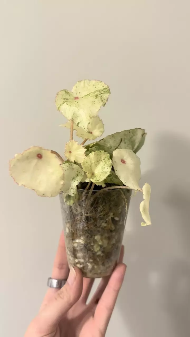 plant/Variegated Begonia Rogue-3
