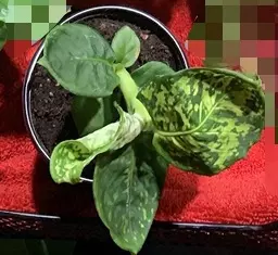 plant/Dieffenbachia ‘Reflector’-0