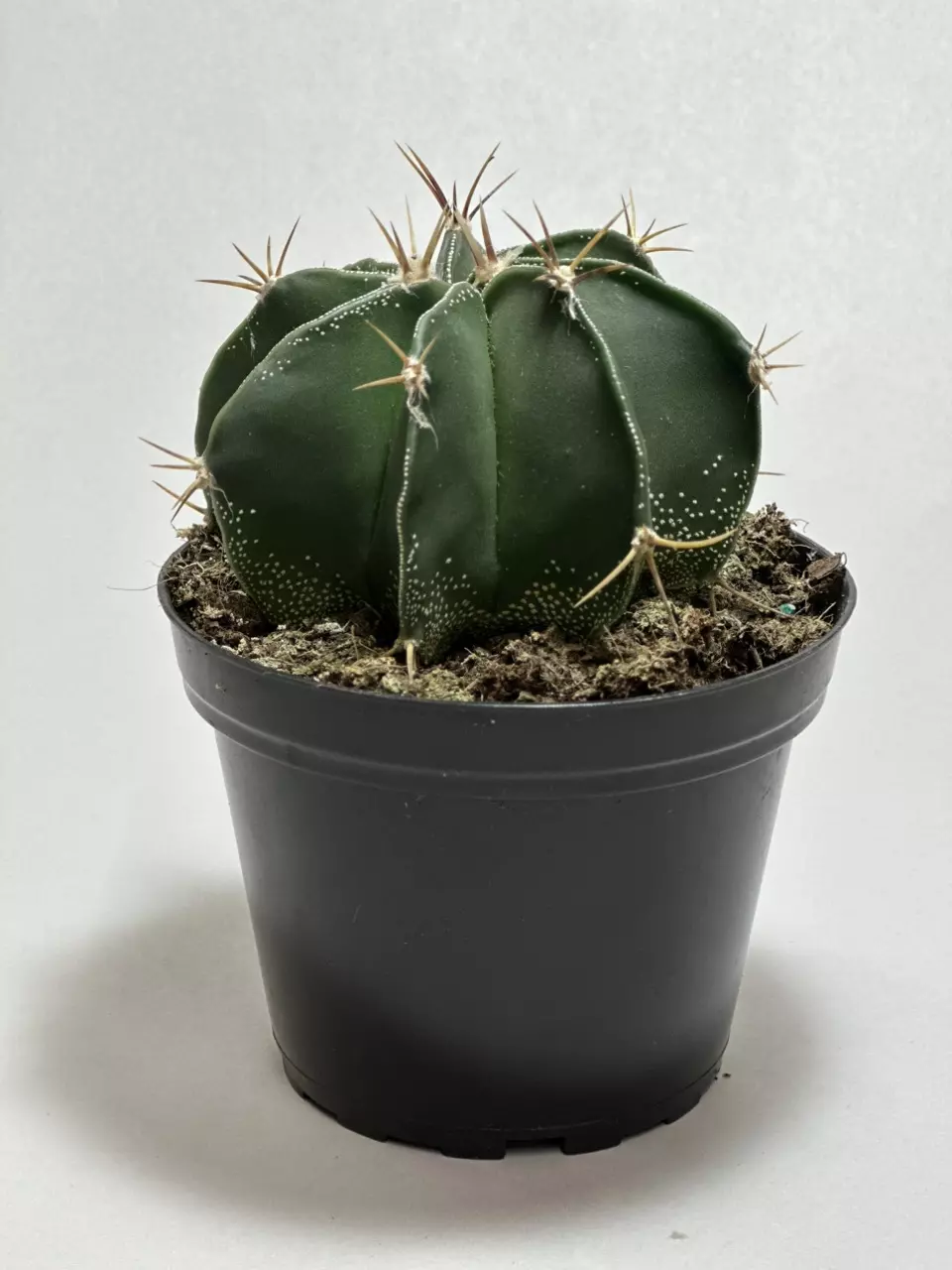 plant/Astrophytum Ornatum-0