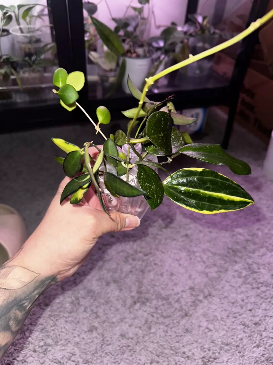 plant/Mystery Hoya Clippings Bundle-0