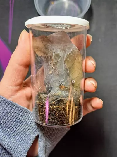 plant/*ADD-ON* USED 40 dram vial setup-1-thumbnail