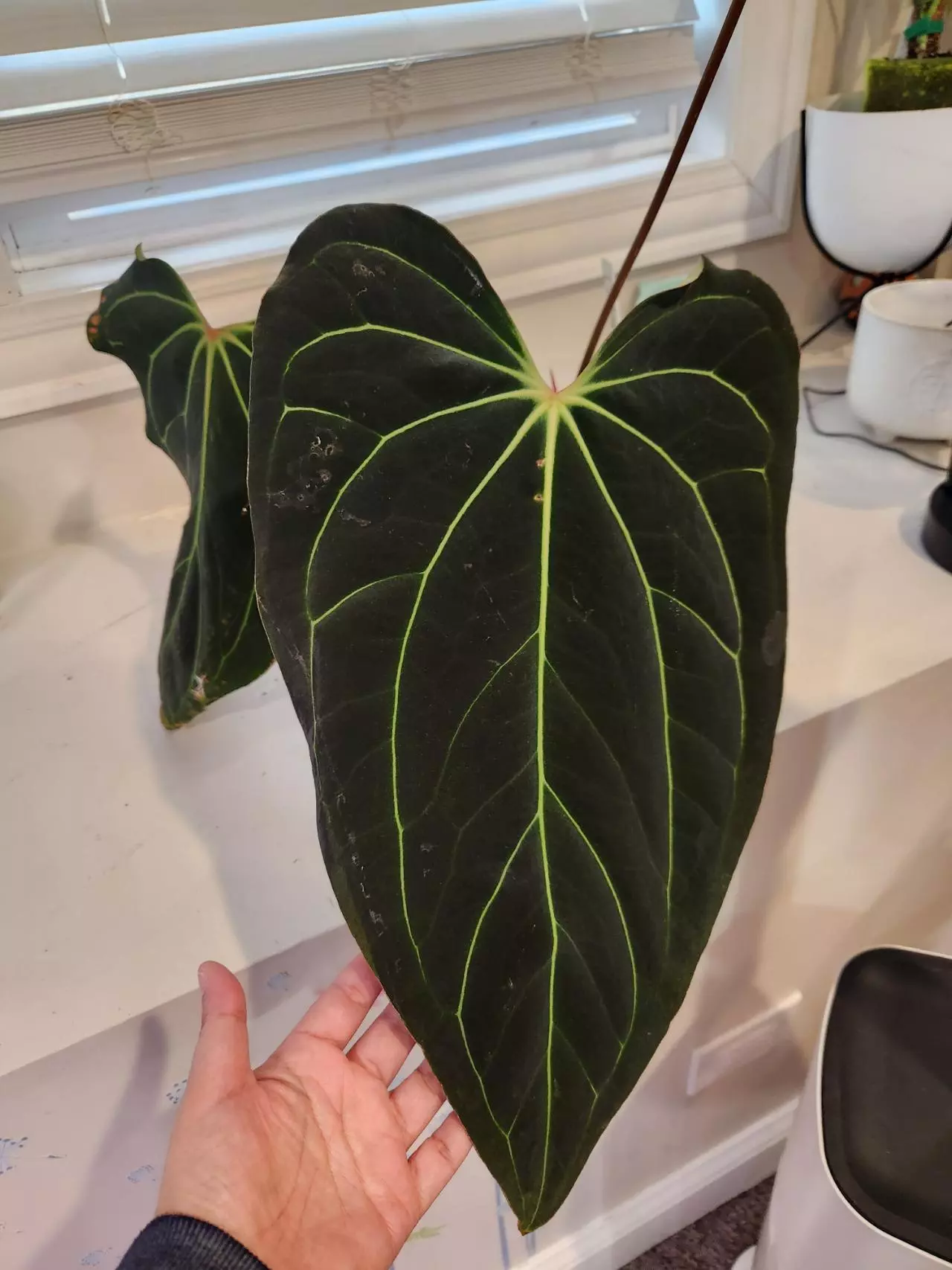 plant/CARLA X PORTILLAE-0