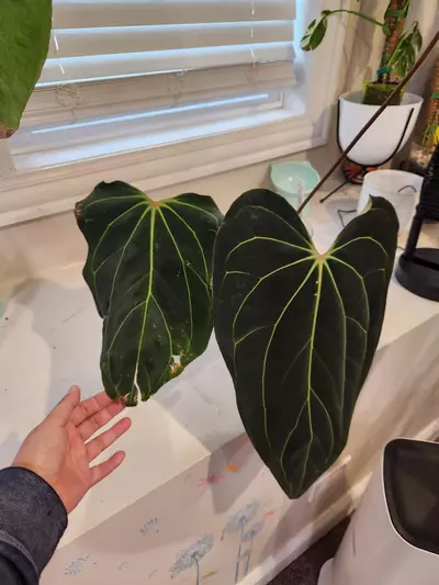 plant/CARLA X PORTILLAE-1-thumbnail