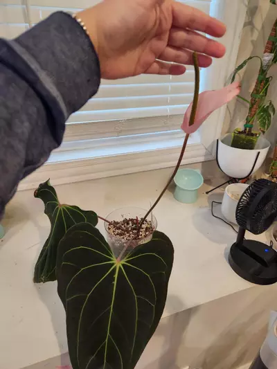 plant/CARLA X PORTILLAE-2-thumbnail