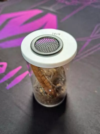 plant/*ADD-ON* USED 40 dram vial setup-0-thumbnail