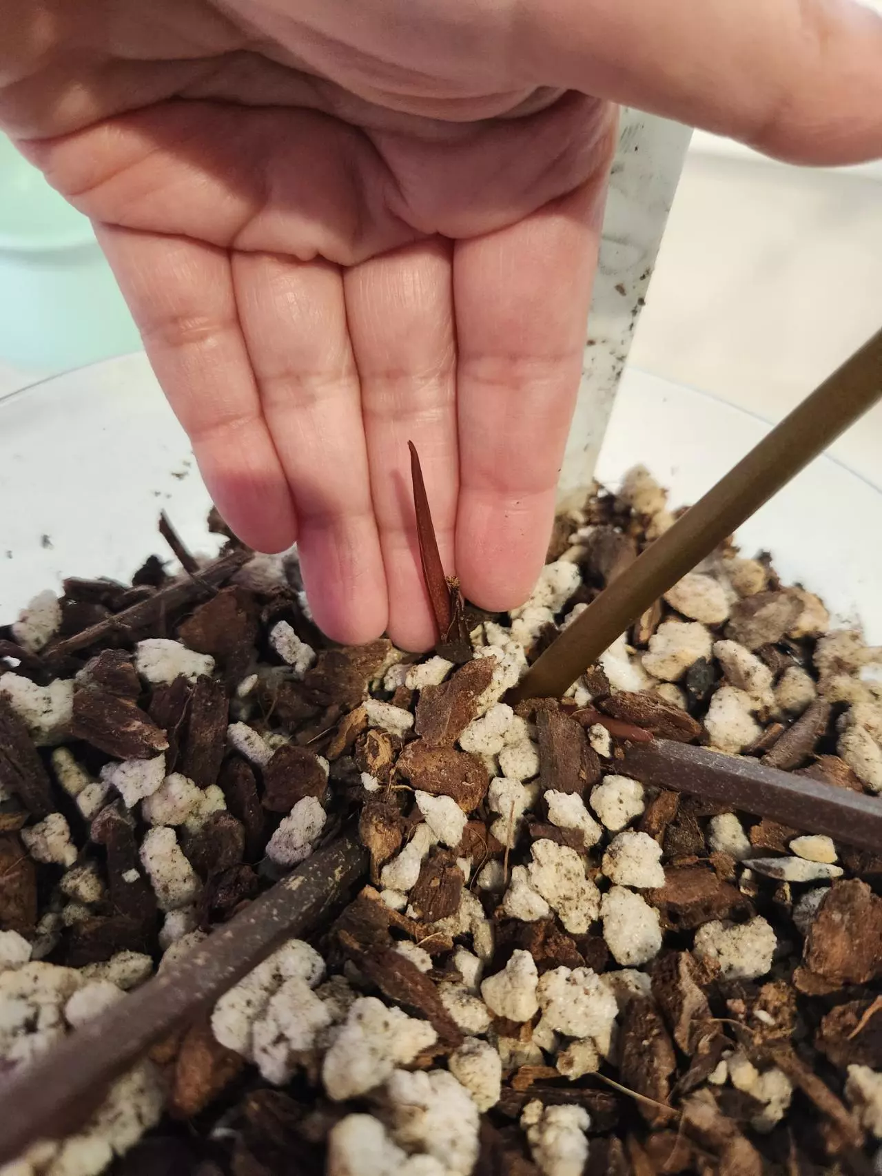 plant/CARLA X PORTILLAE-3