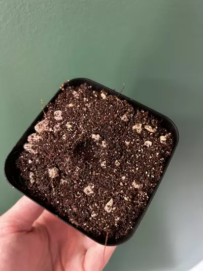 plant/Carnivorous Potting Media (Pinguicula)-1-thumbnail