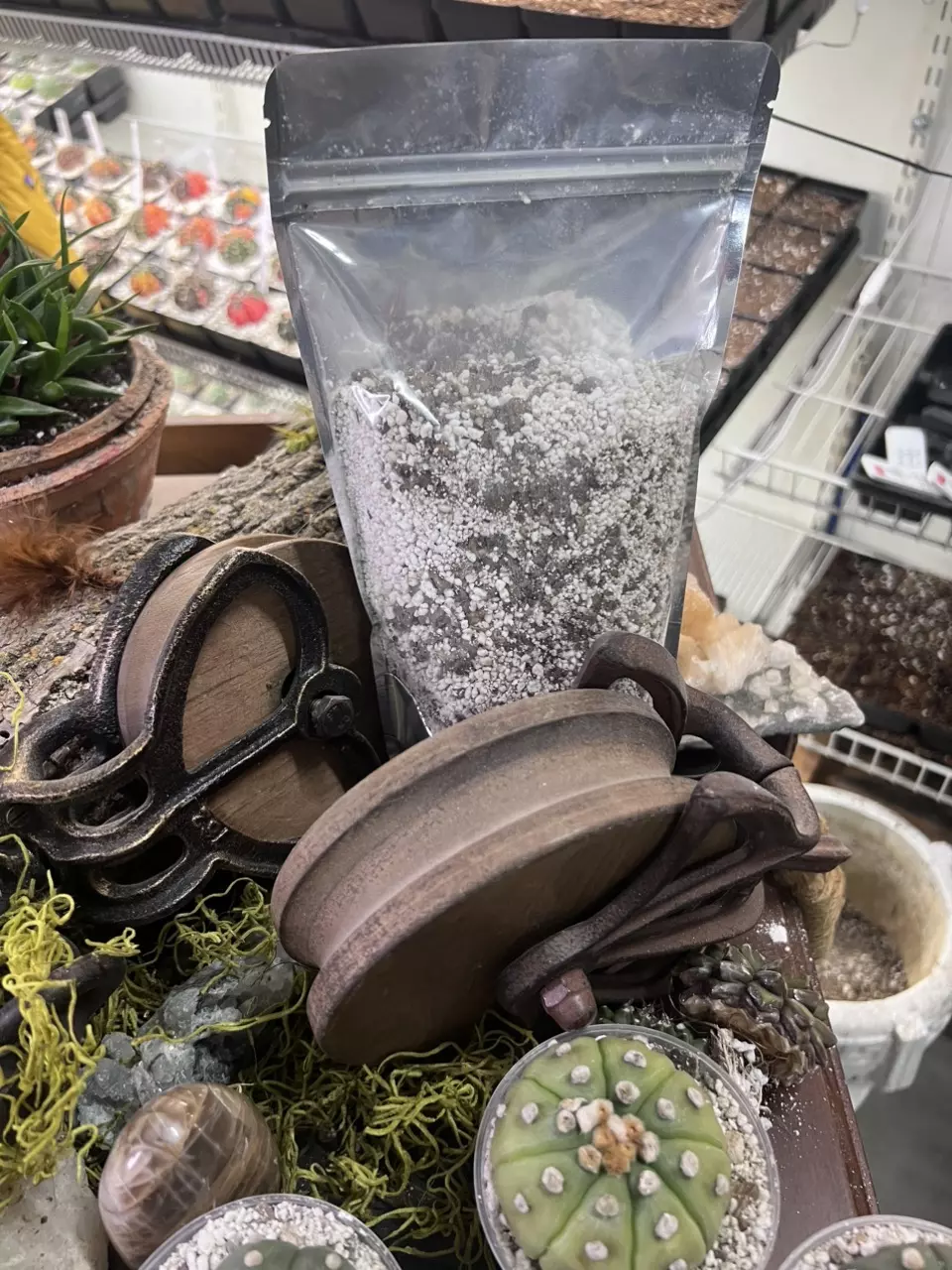plant/Reel Rootz Cactus Medium-0