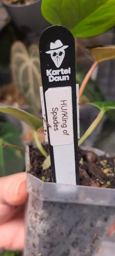 plant/KOS King of spades exact plant pictured-2-thumbnail