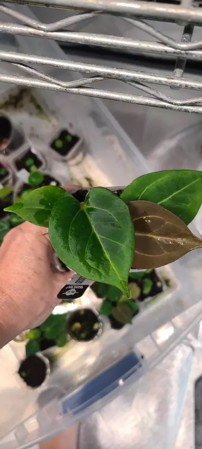 plant/KOS King of spades exact plant pictured-0-thumbnail