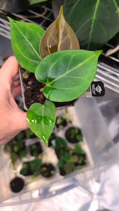 plant/KOS King of spades exact plant pictured-1-thumbnail