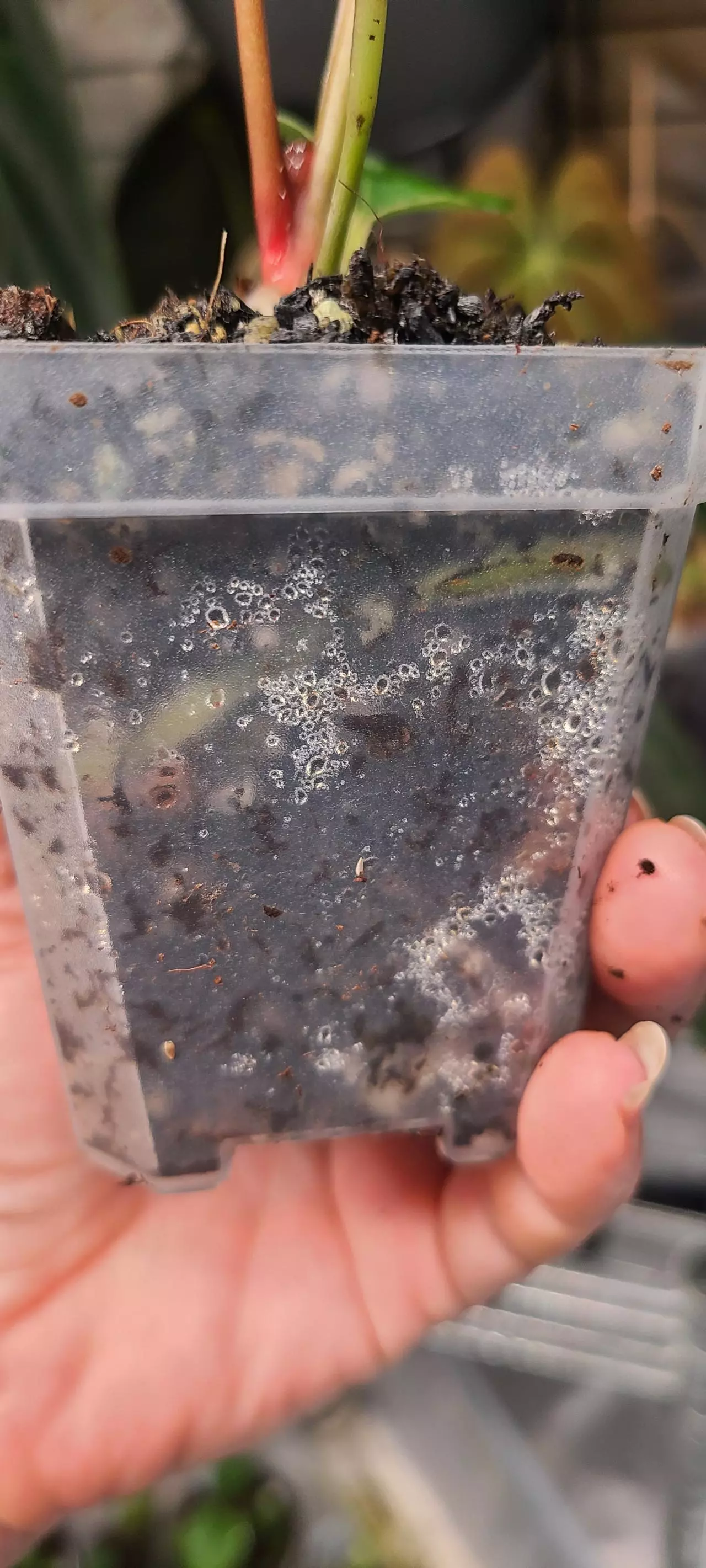 plant/KOS King of spades exact plant pictured-3