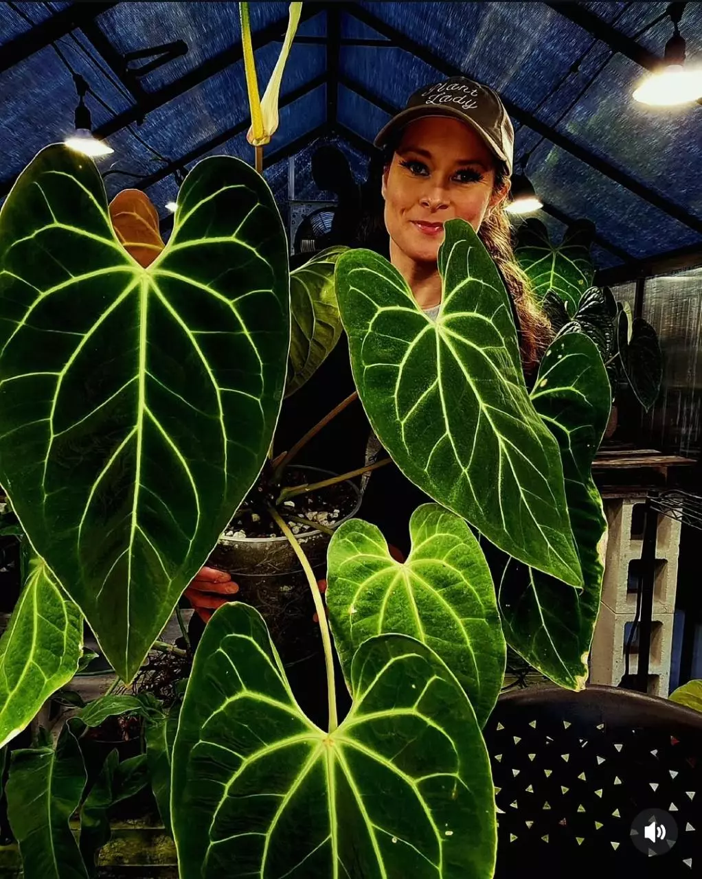 plant/Large Plant Shipping-0