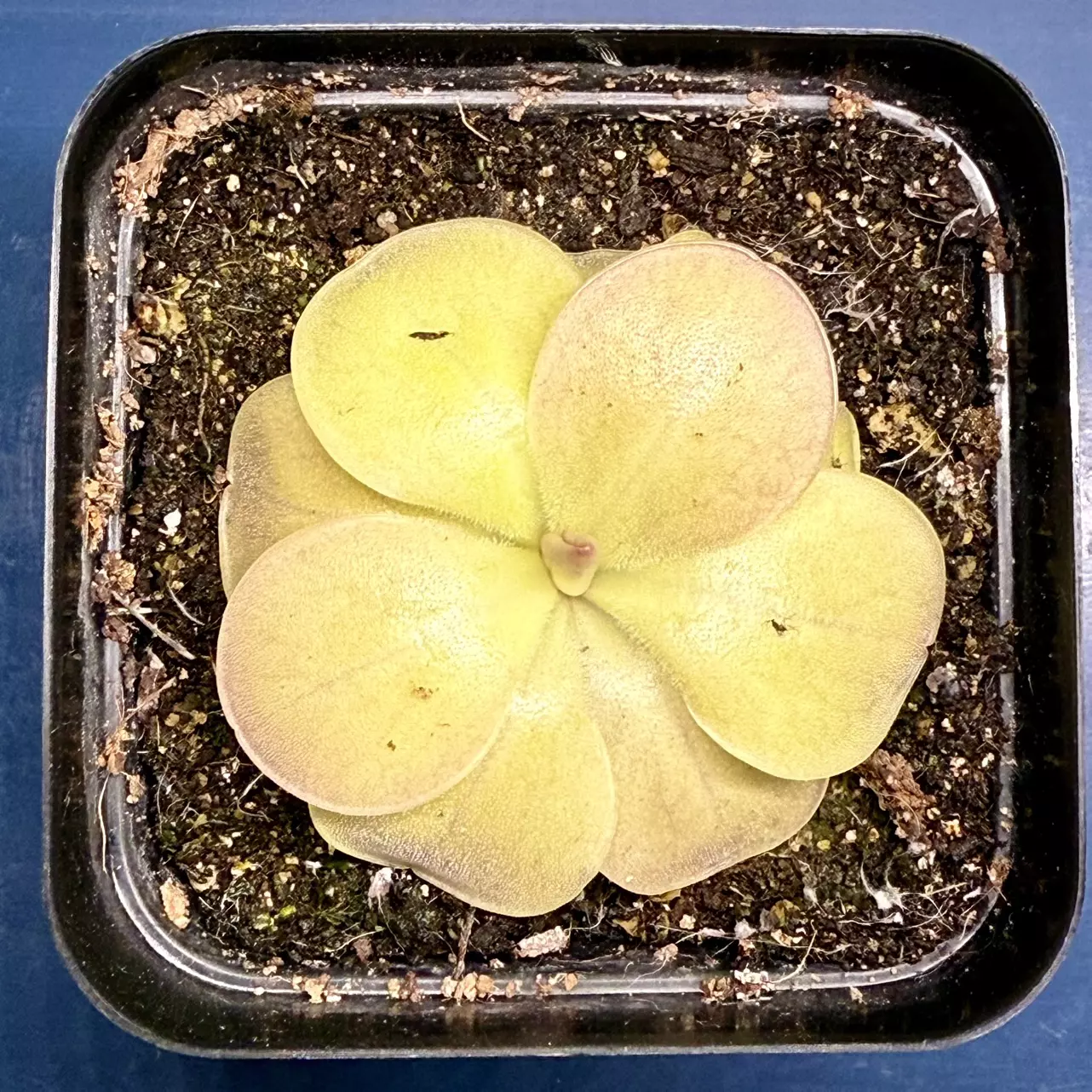 plant/Pinguicula Moranensis-1