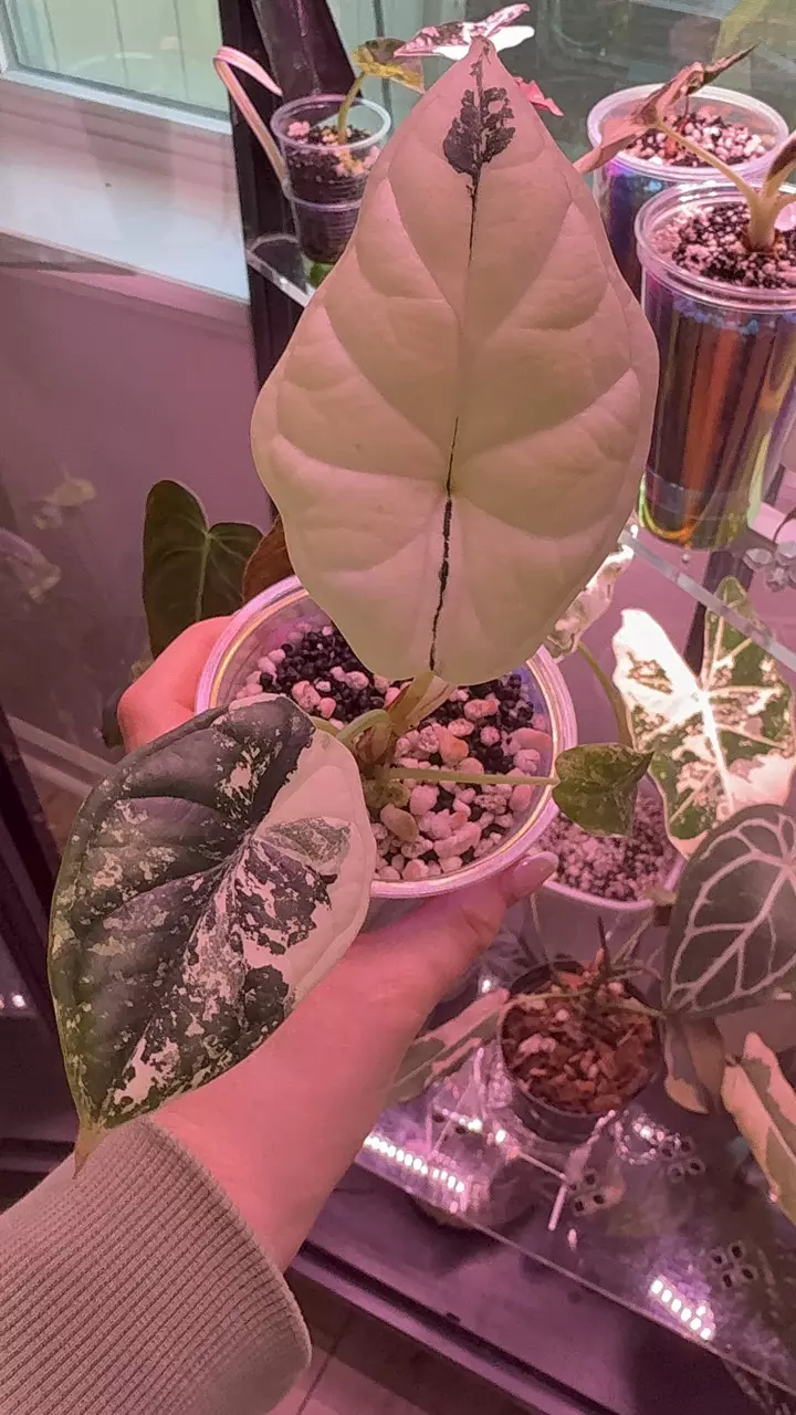 plant/Dragon Scale Albo Alocasia-1