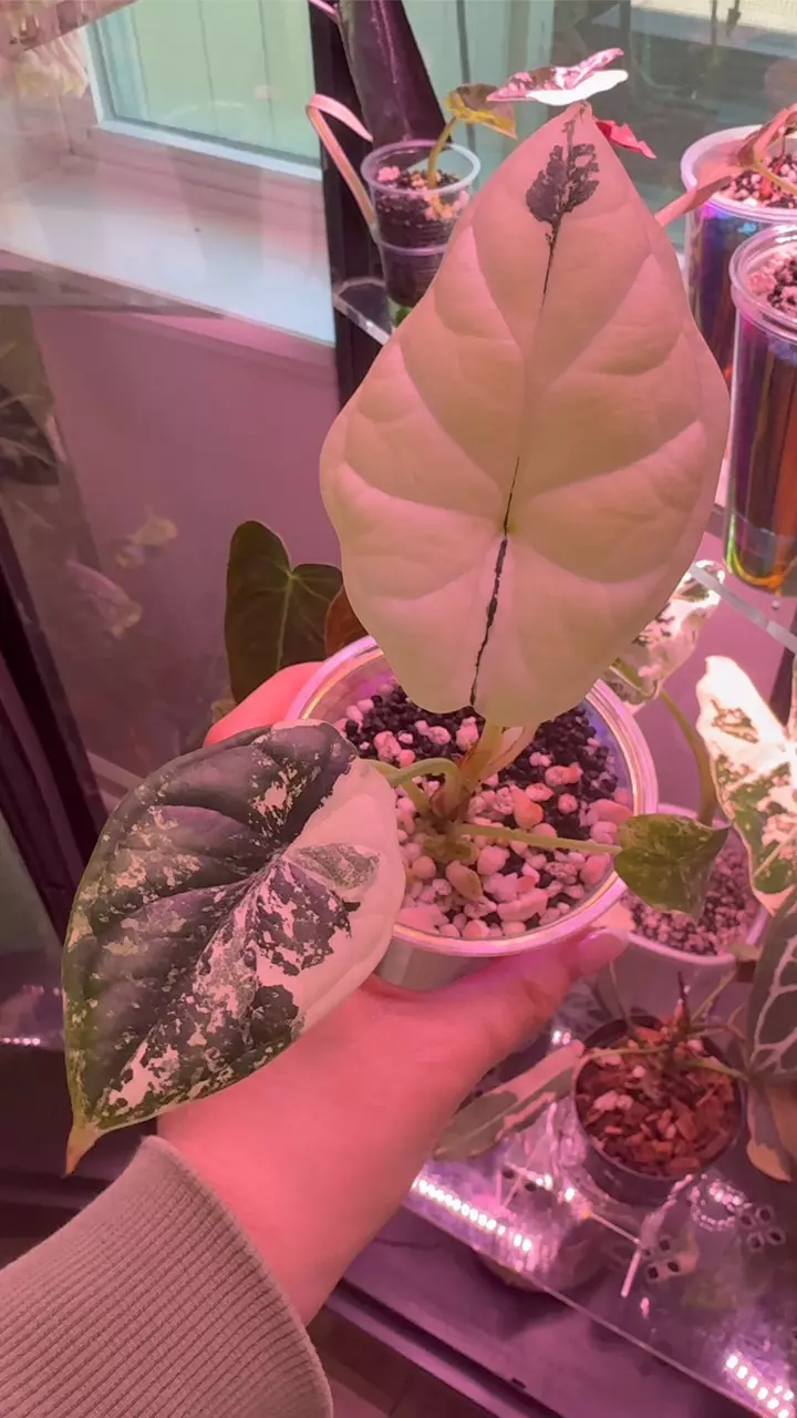 plant/Dragon Scale Albo Alocasia-0