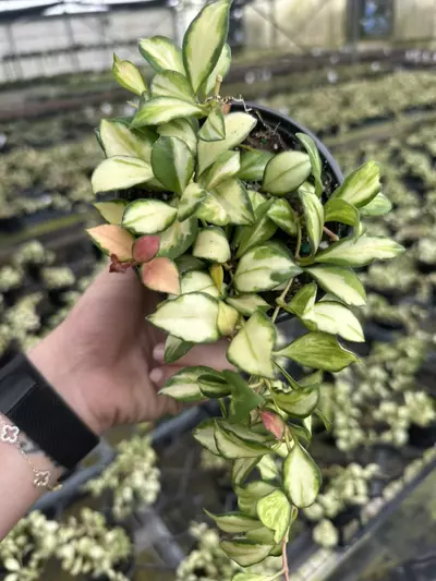 plant/Hoya heuschkeliana 4”-0-thumbnail