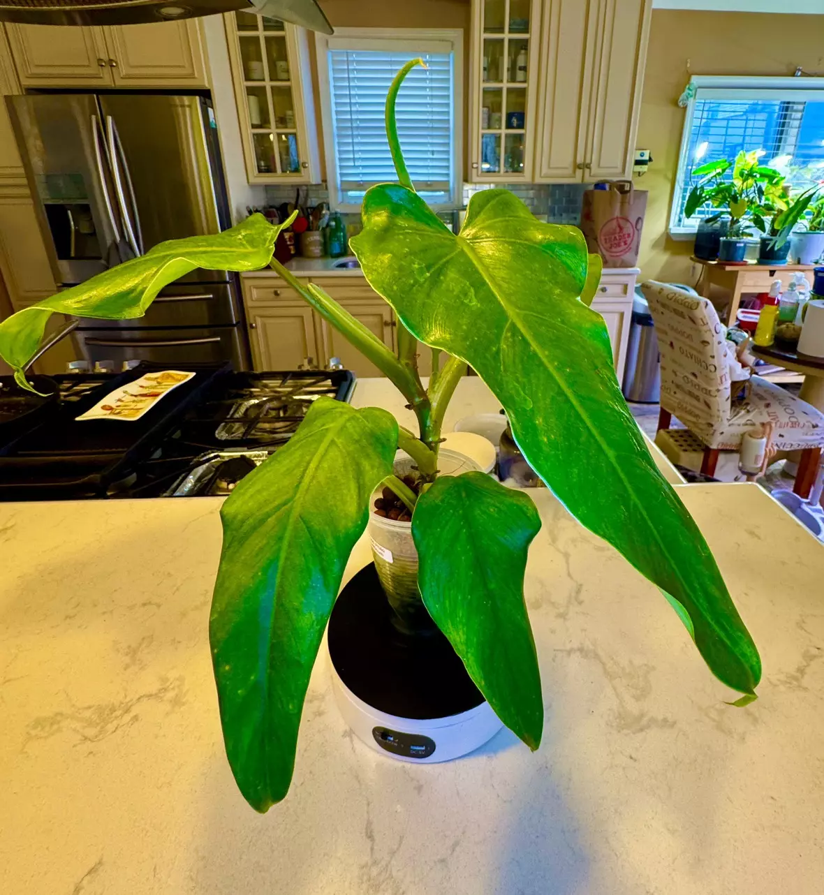 plant/Reverted Philo Domesticum Albo-1