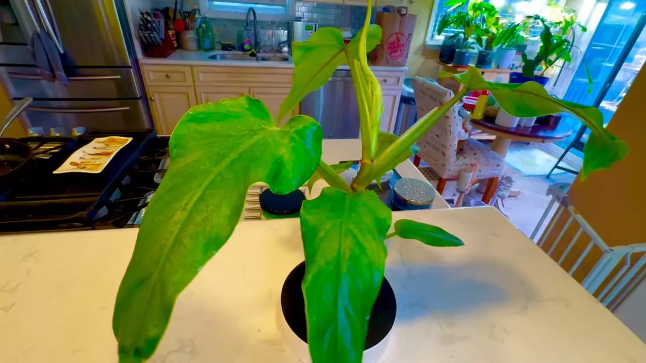 plant/Reverted Philo Domesticum Albo-0