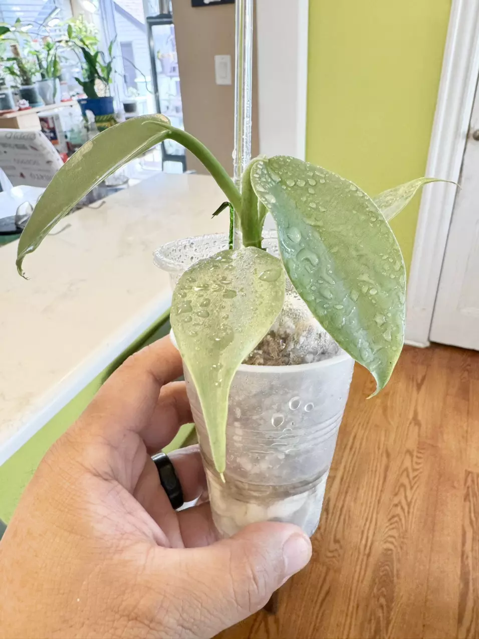 plant/PHILODENDRON SILVER SWORD PUPS-1