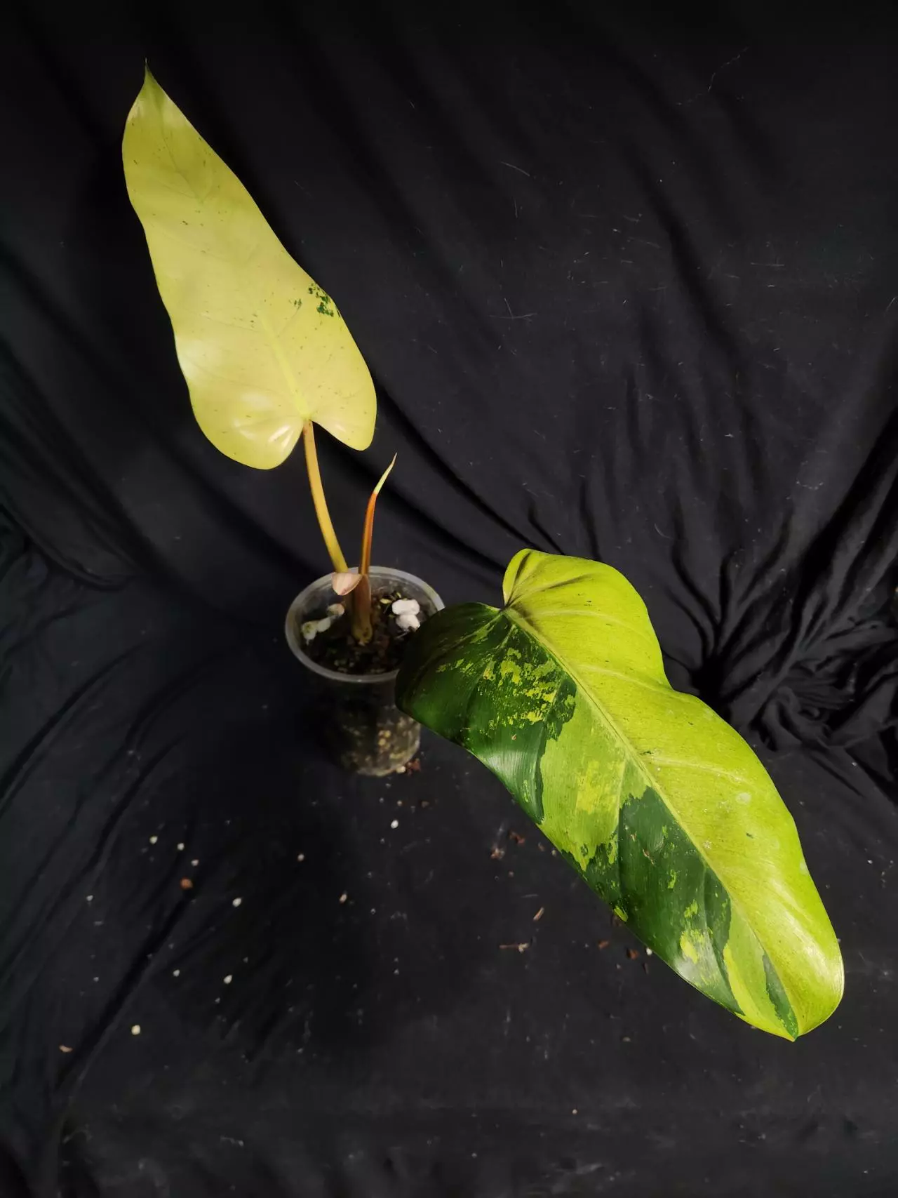 plant/Philodendron Whipple Way-0