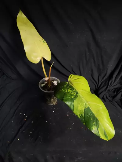 plant/Philodendron Whipple Way-0-thumbnail