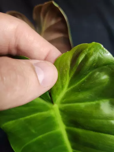 plant/Philodendron Billie x Chocolate-2-thumbnail