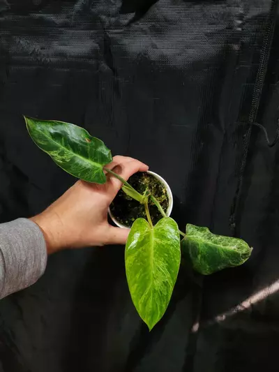plant/Philodendron Emerald Ice-0-thumbnail