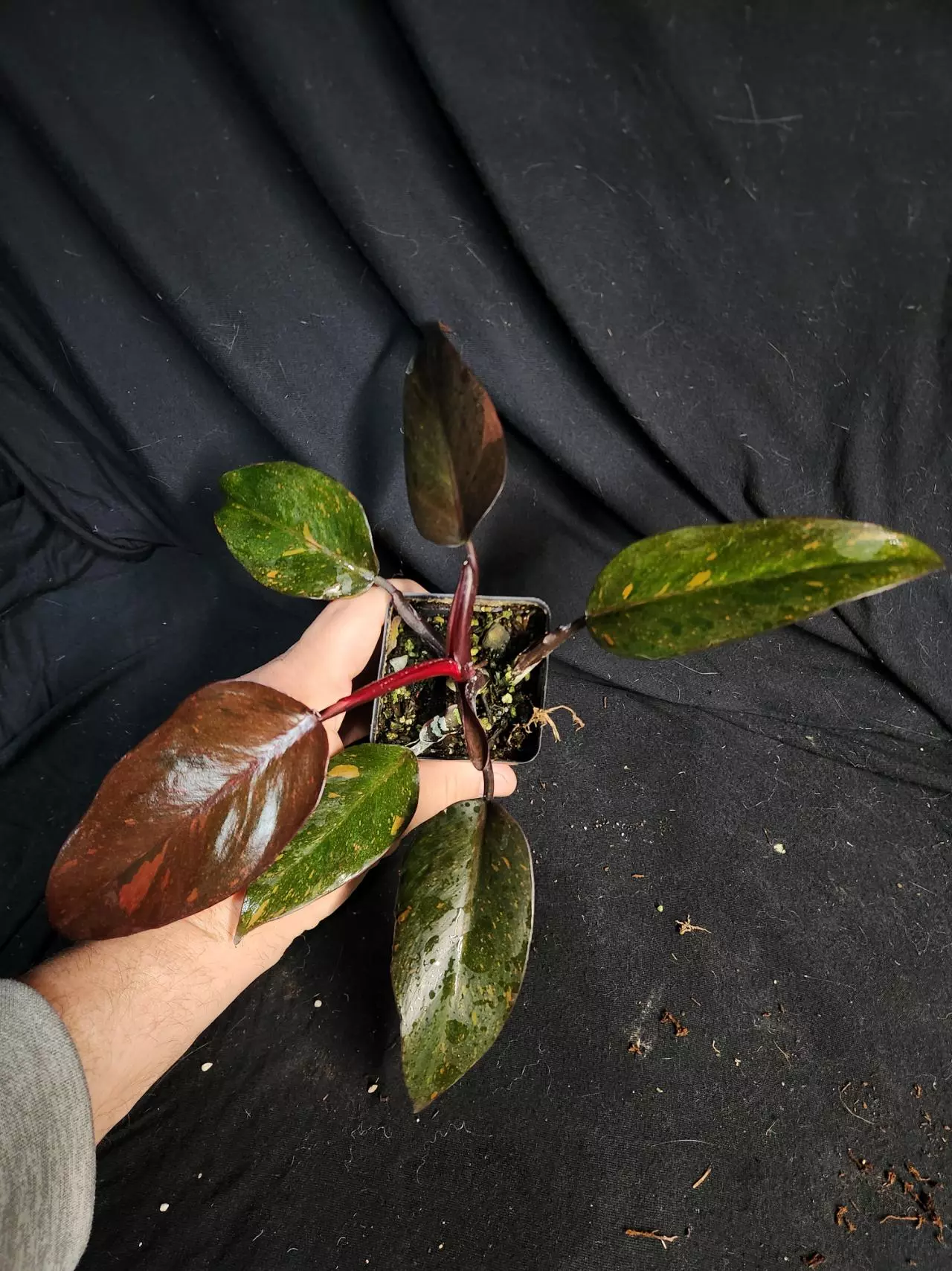 plant/Philodendron Orange Princess-1