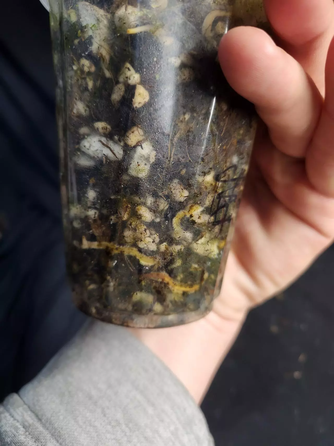 plant/Philodendron Whipple Way-1