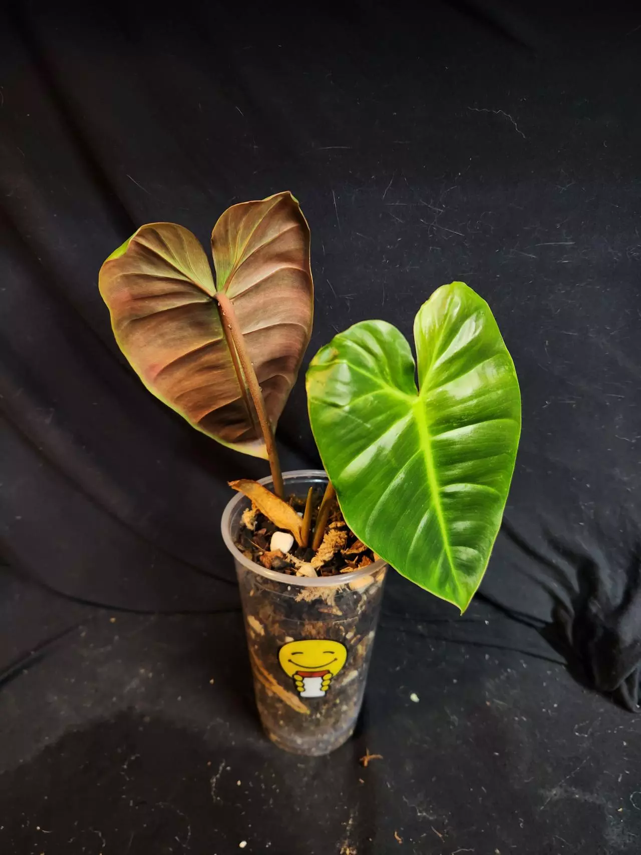 plant/Philodendron Billie x Chocolate-0