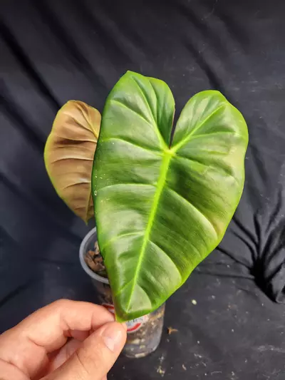 plant/Philodendron Billie x Chocolate-1-thumbnail