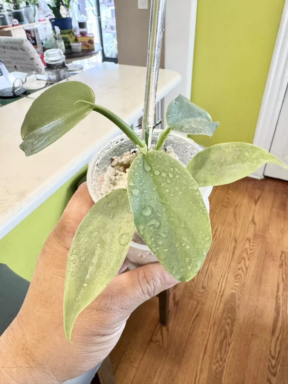 plant/PHILODENDRON SILVER SWORD PUPS-0