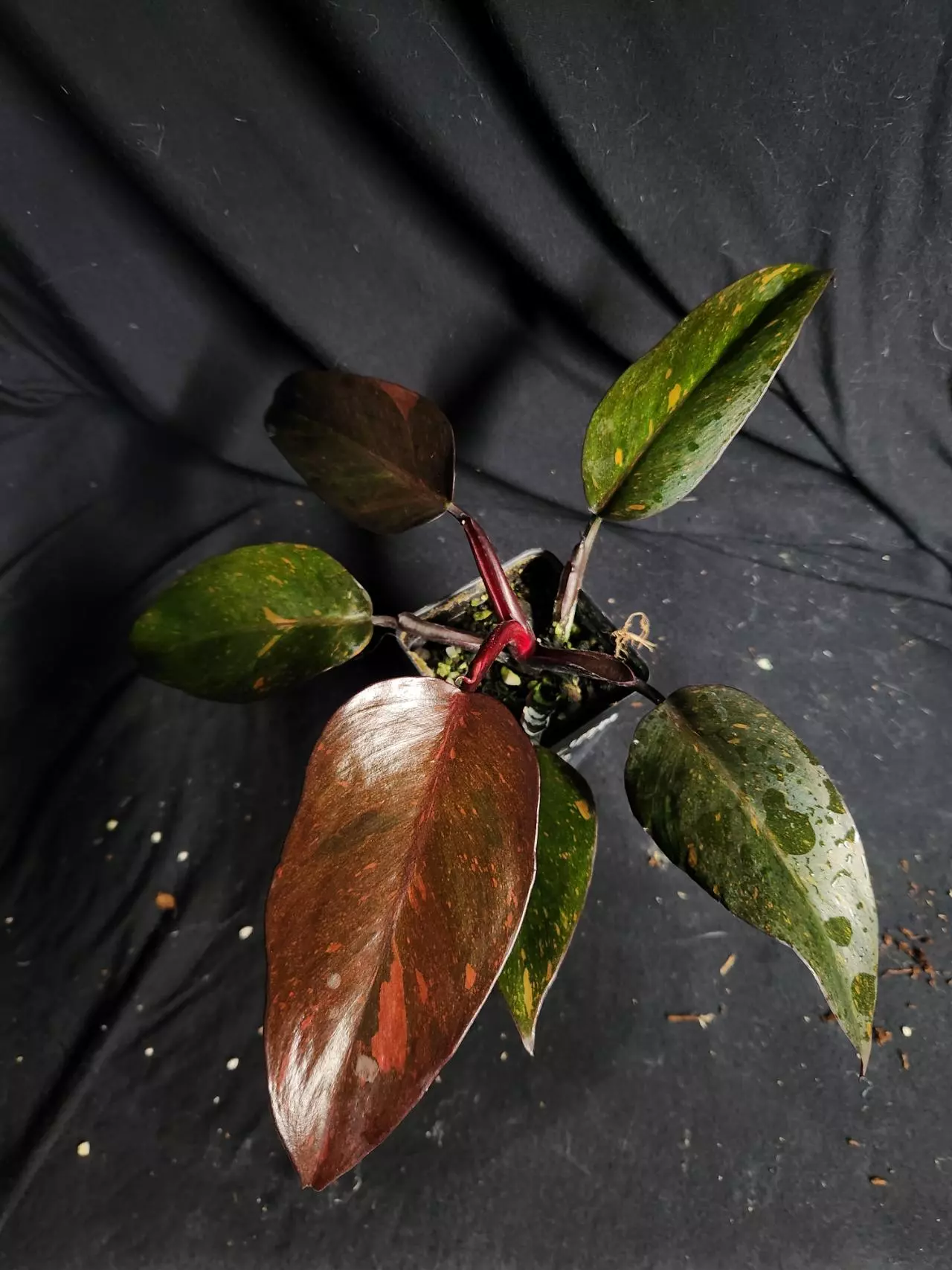 plant/Philodendron Orange Princess-0