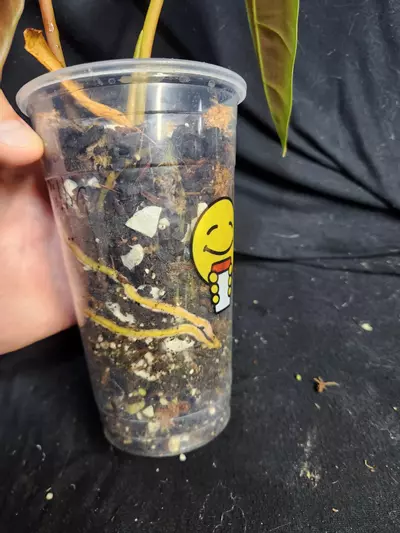 plant/Philodendron Billie x Chocolate-4-thumbnail