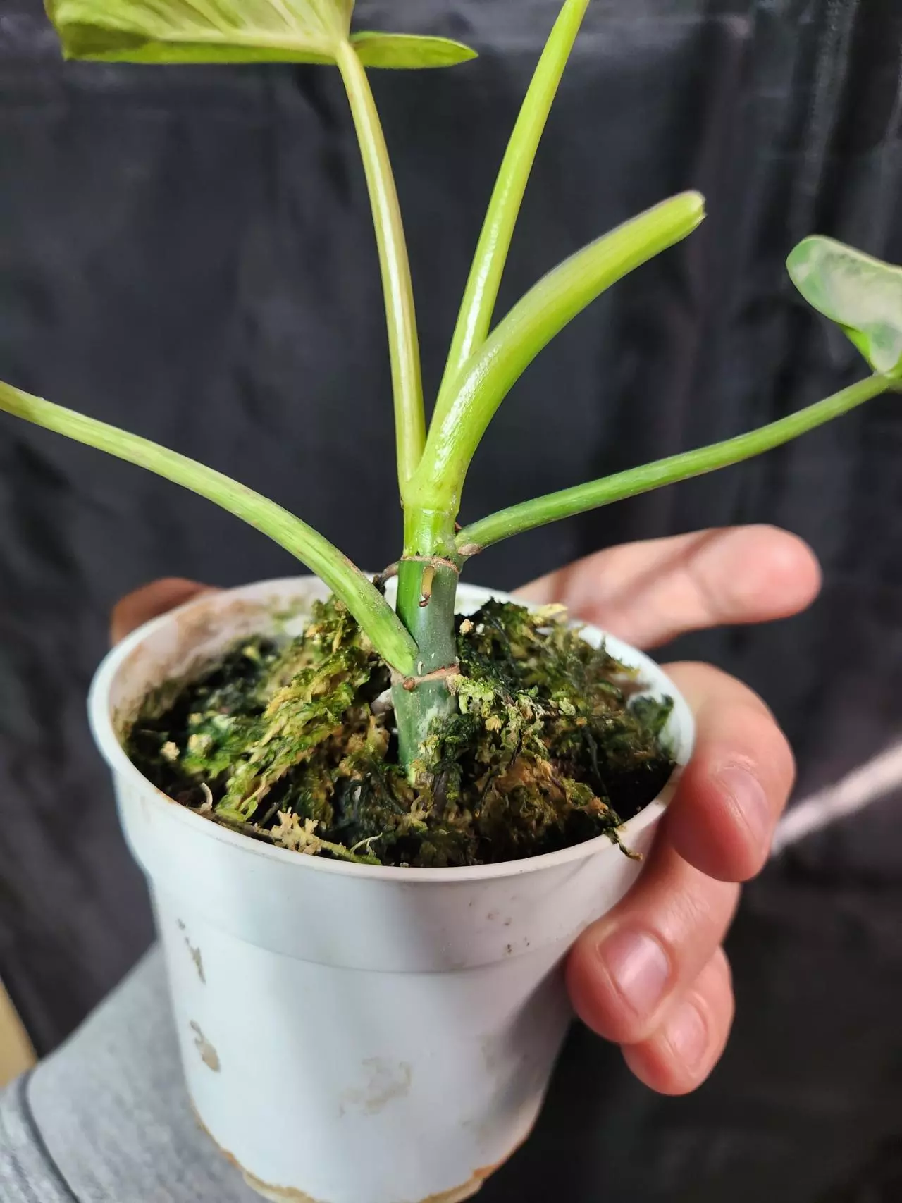 plant/Philodendron Emerald Ice-2