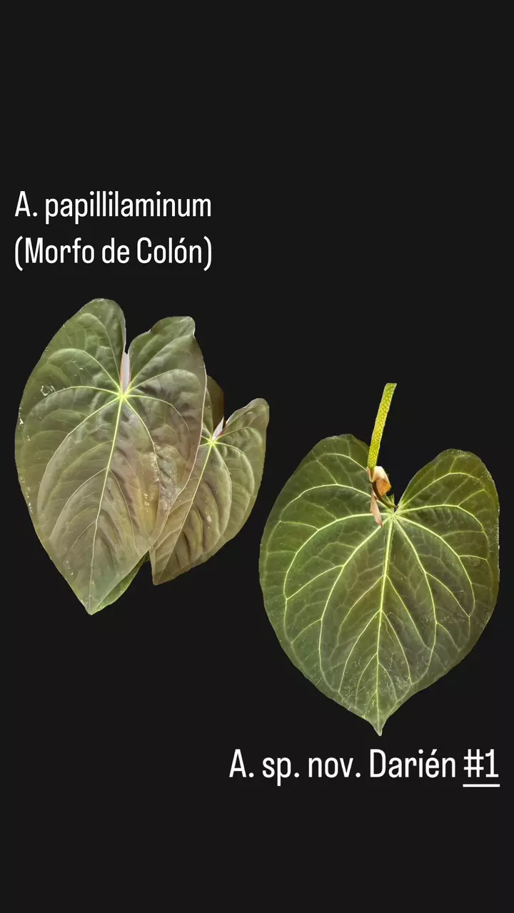 plant/New species hybrid: Sp. nov. crystallinum complex hybrid-0