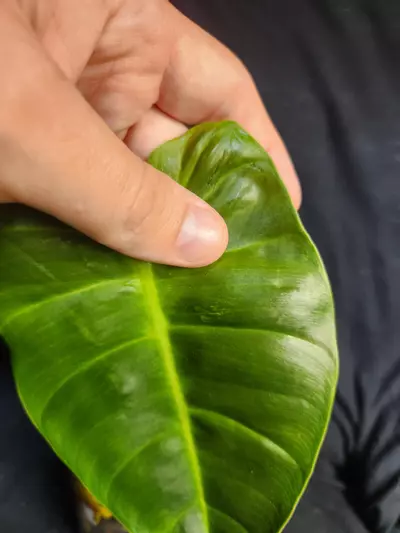 plant/Philodendron Billie x Chocolate-3-thumbnail