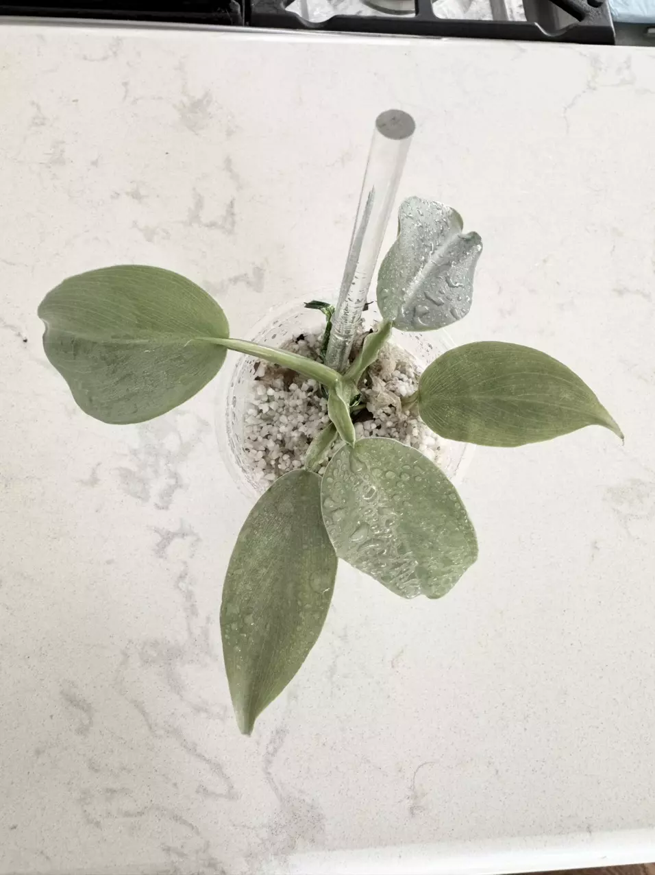 plant/PHILODENDRON SILVER SWORD PUPS-3