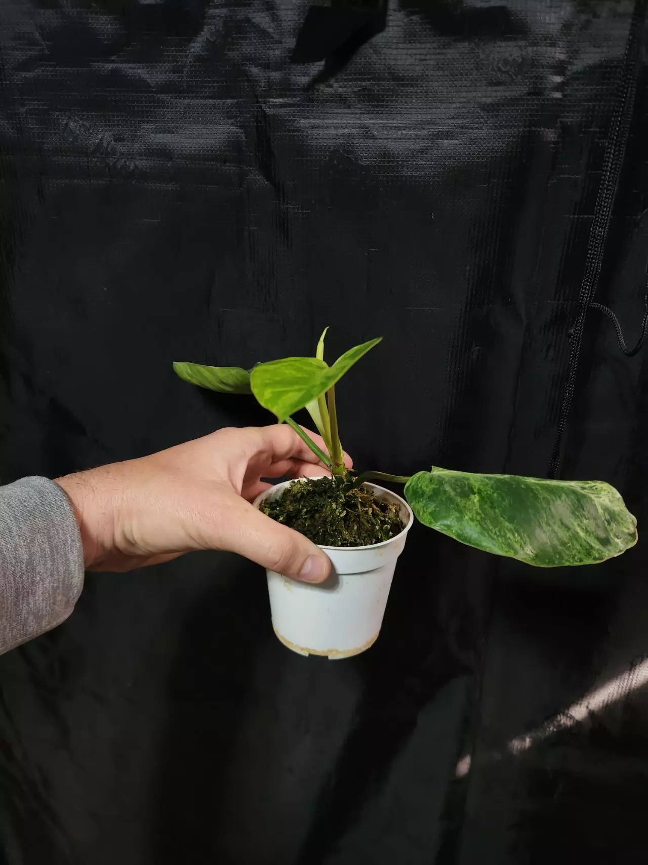 plant/Philodendron Emerald Ice-1