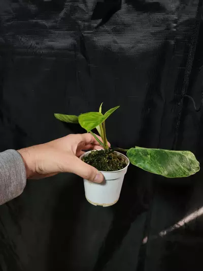 plant/Philodendron Emerald Ice-1-thumbnail