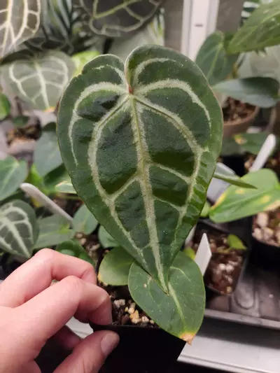 plant/(Black widow x Michelle) x (Zara Michelle)-0-thumbnail