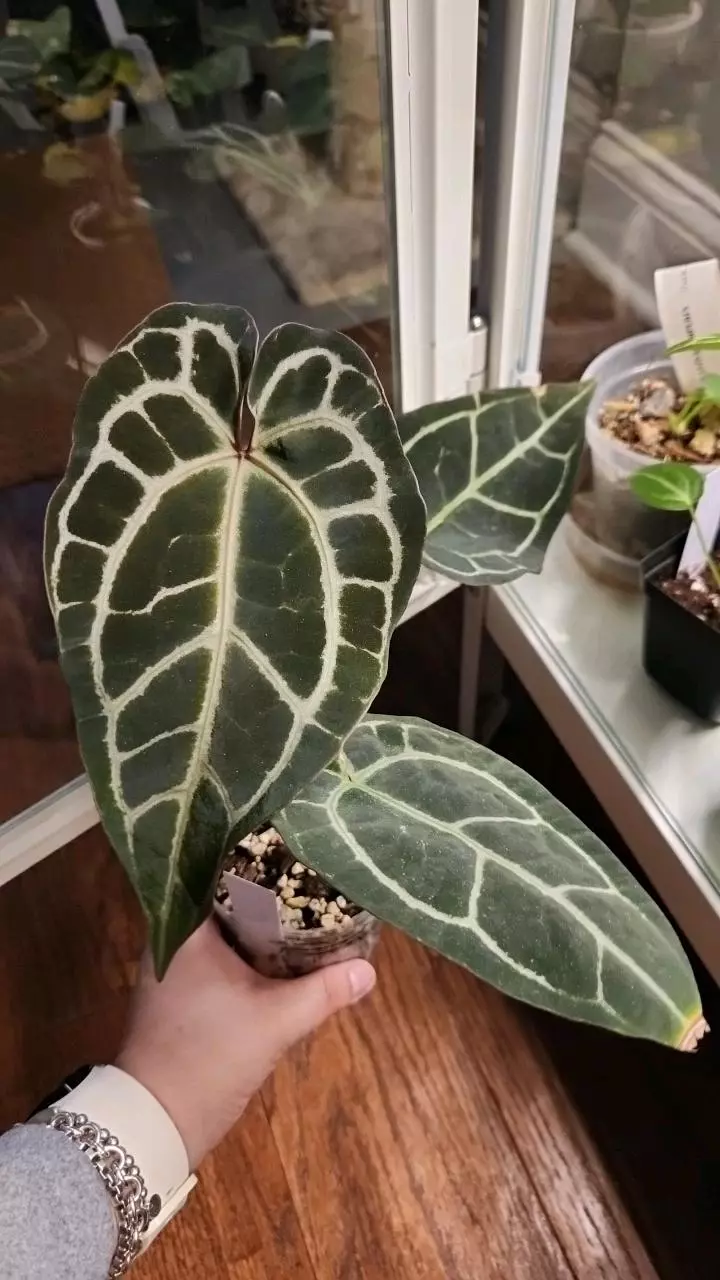 plant/Tim Anderson x Self off shoot-0